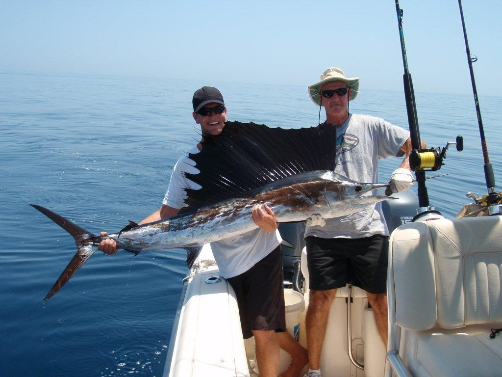 Atlantic sailfish