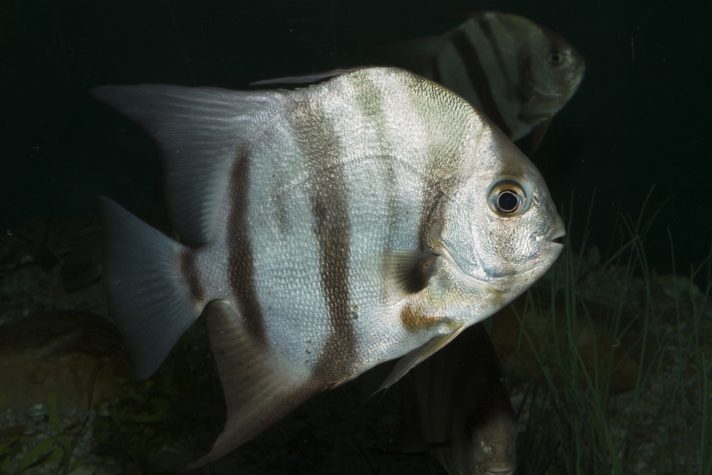 Atlantic spadefish