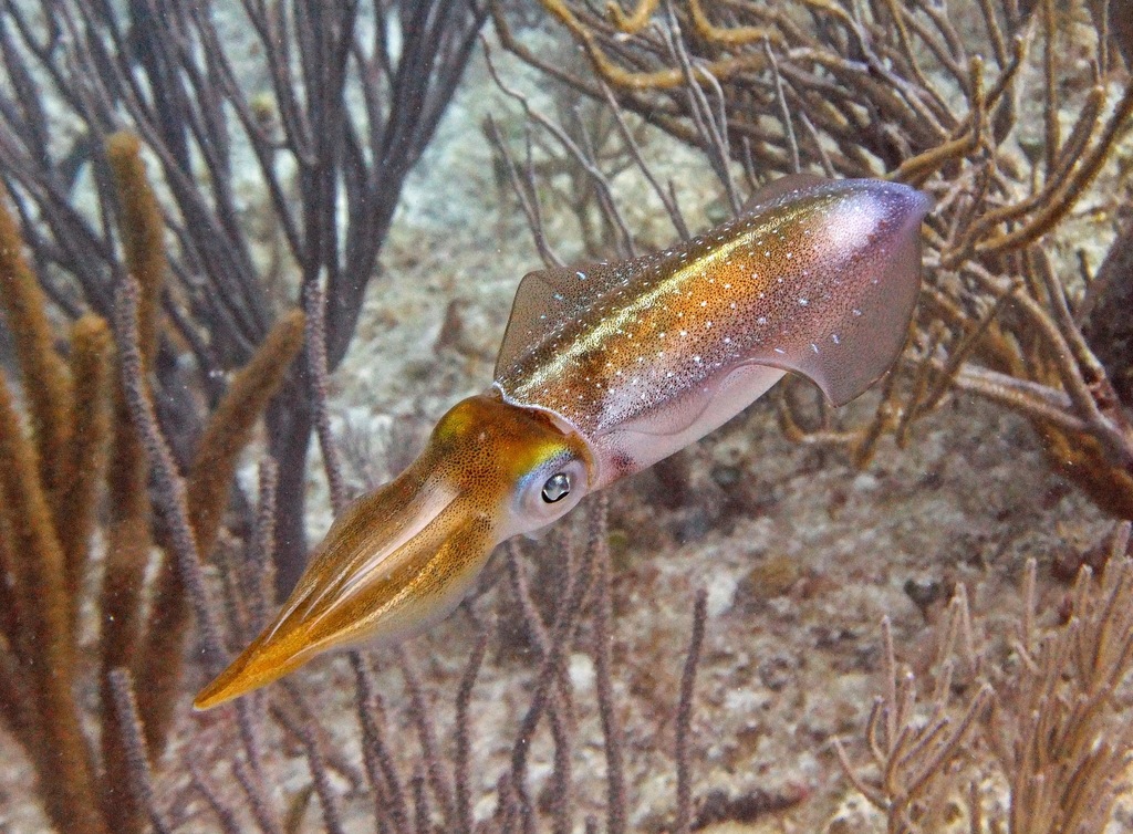 Atlantic squid