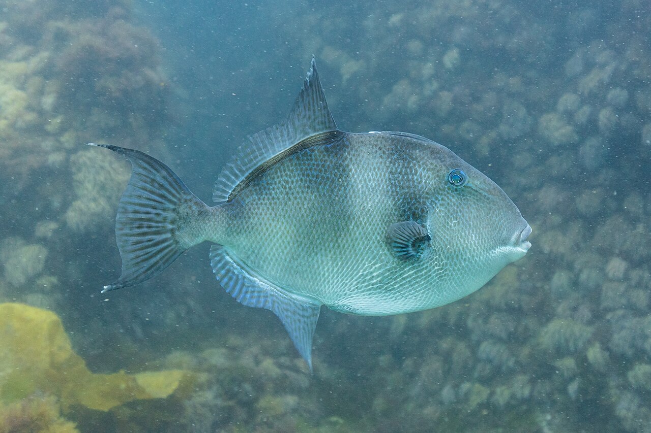 Balistes capriscus
