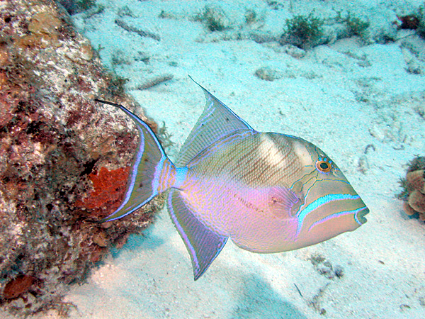 Balistes vetula