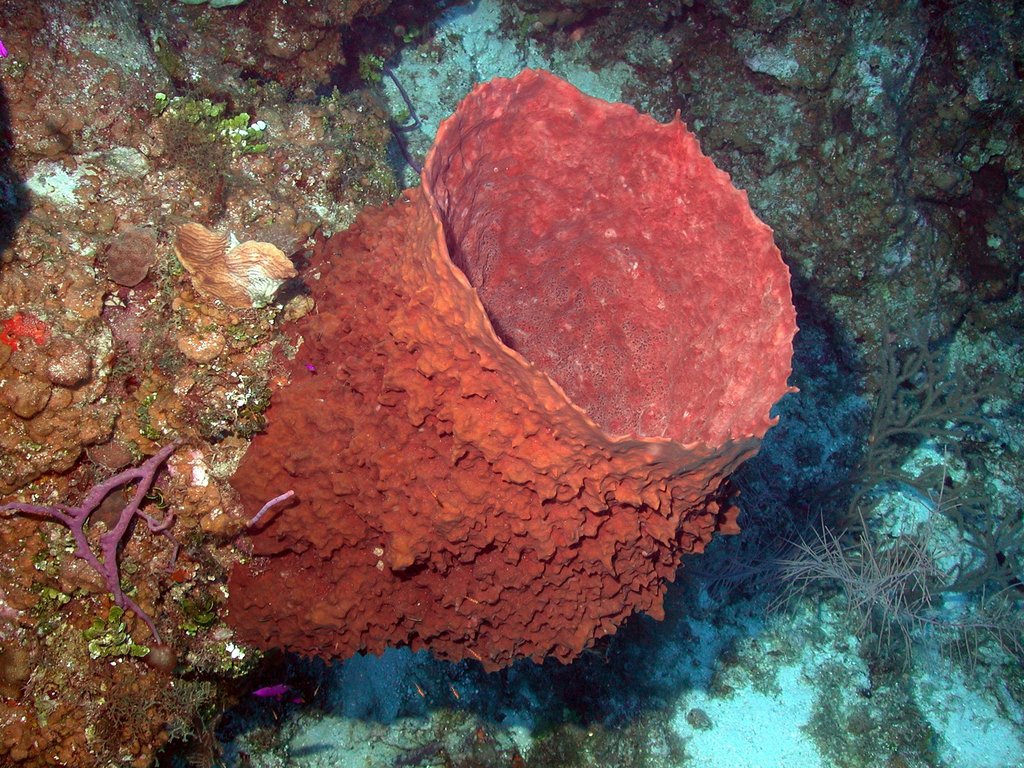 Barrel sponge