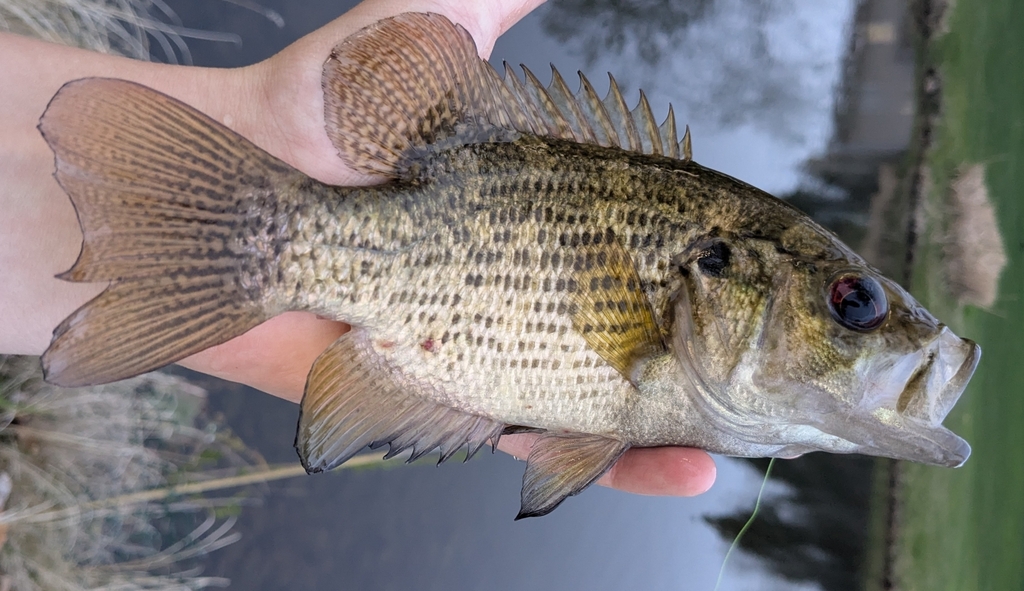 Black perch