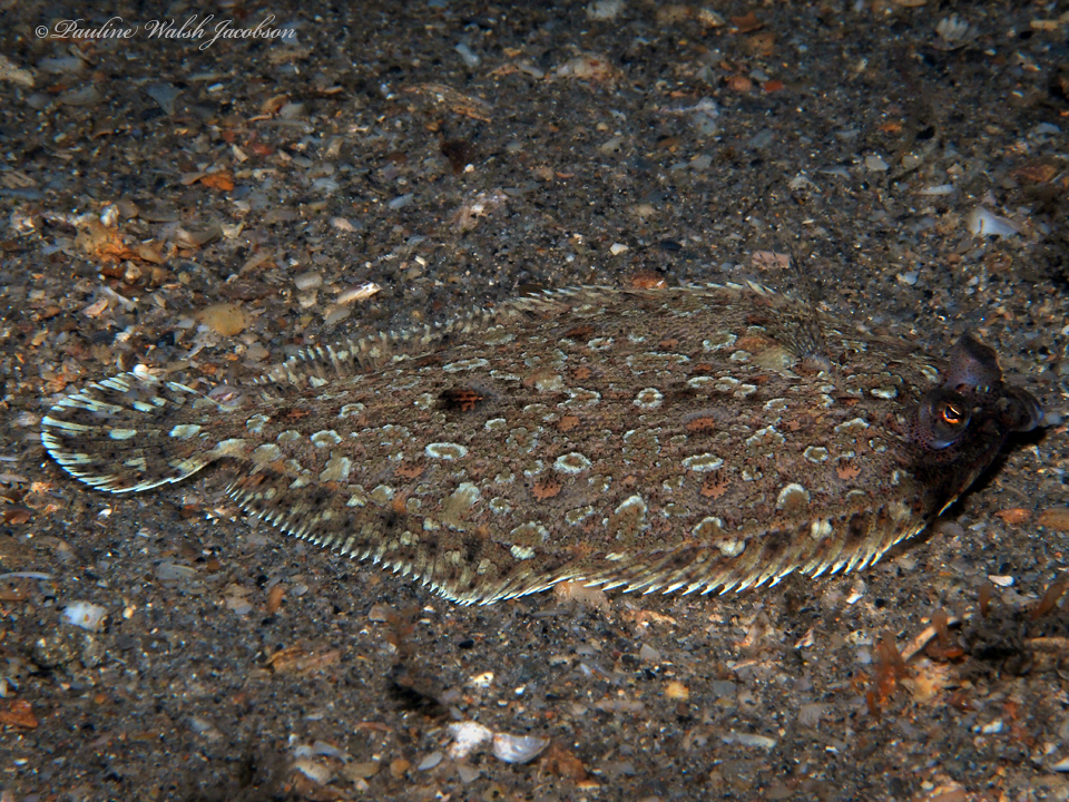 Bothus ocellatus