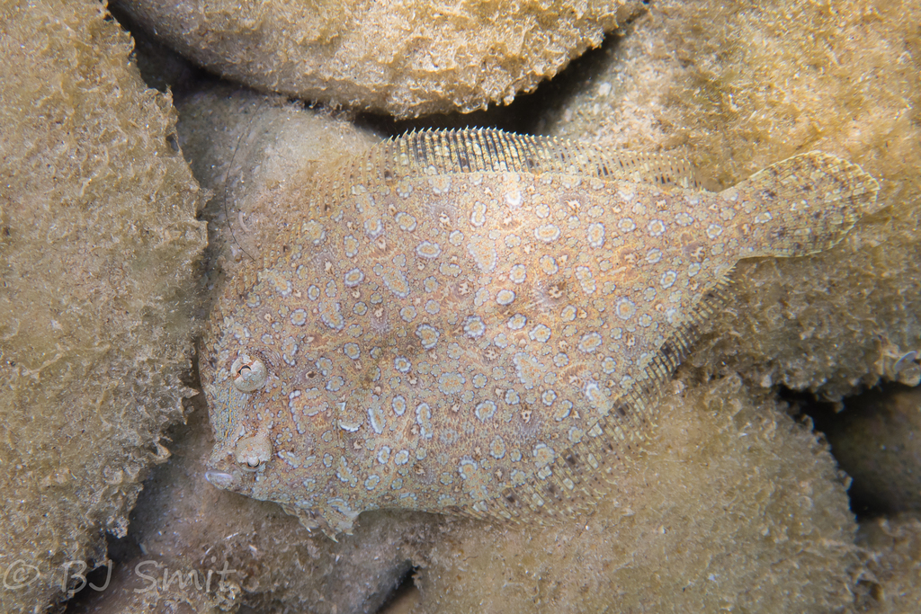 Bothus podas