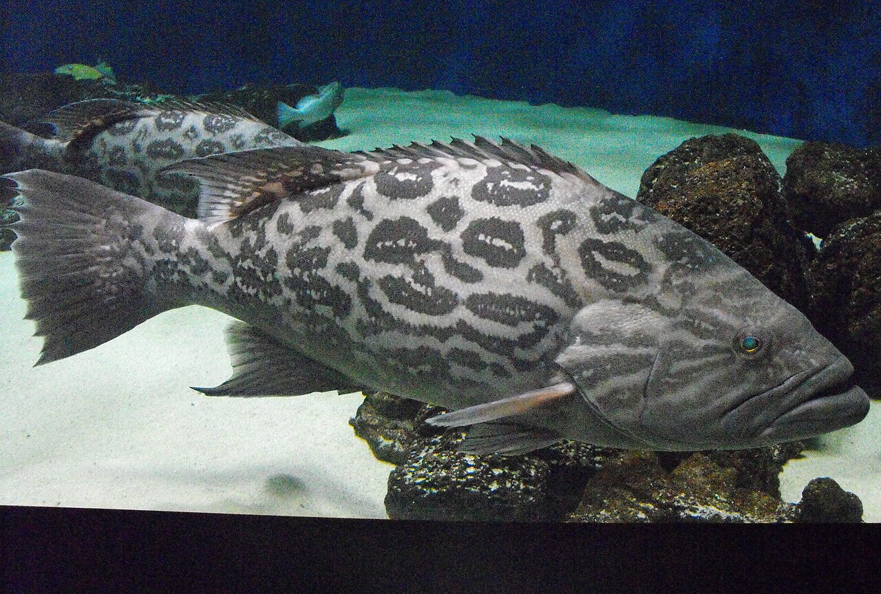 Broomtail grouper