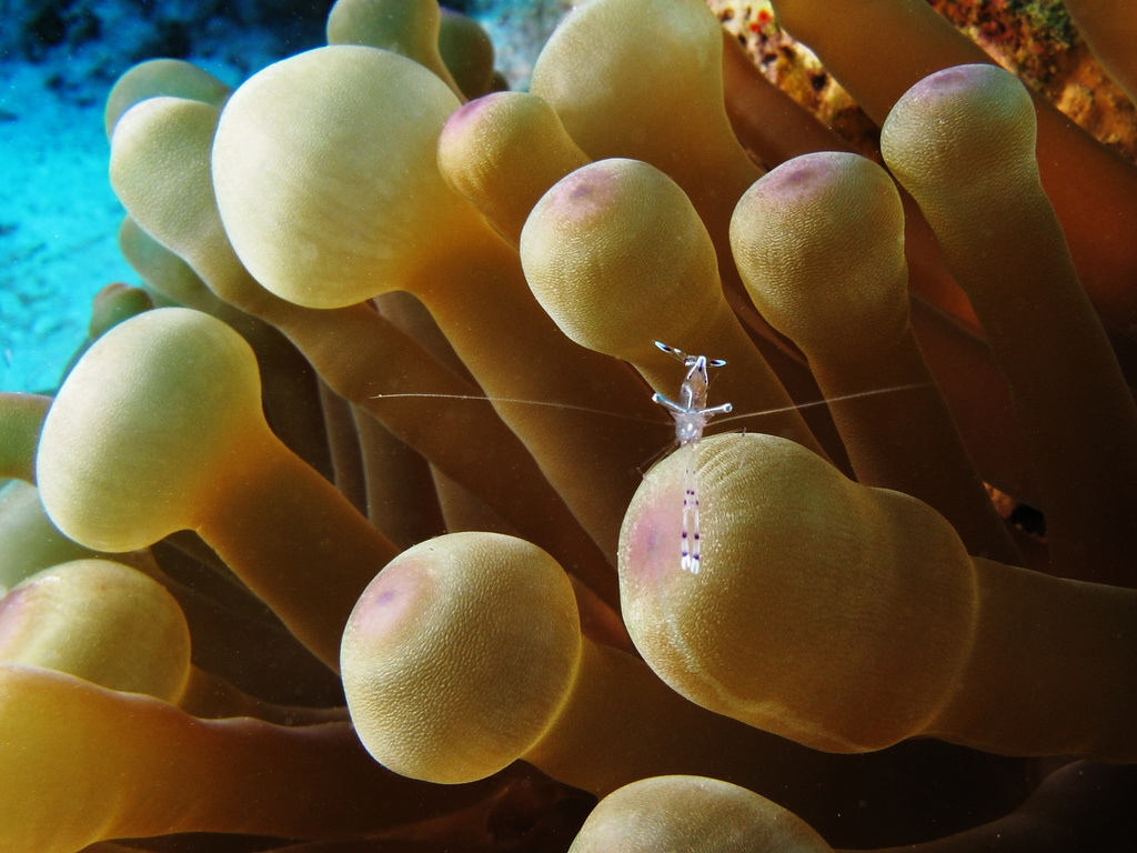 Bulb-tentacle sea anemone