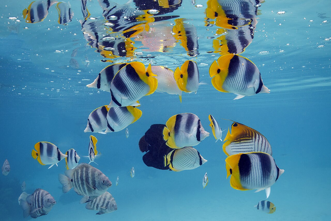 Butterflyfish (tropical strays)