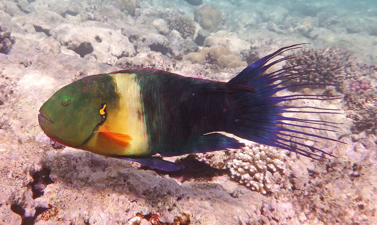 Cheilinus lunulatus