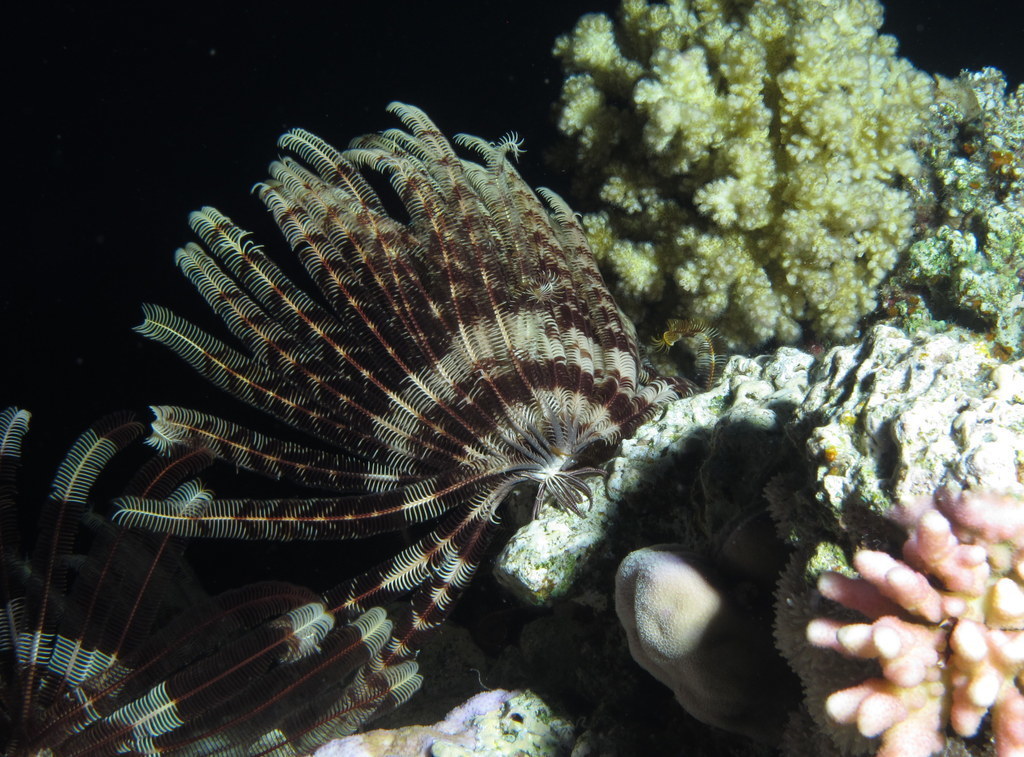 Dichrometra palmata