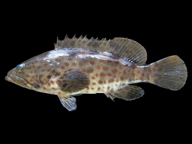 Epinephelus coioides
