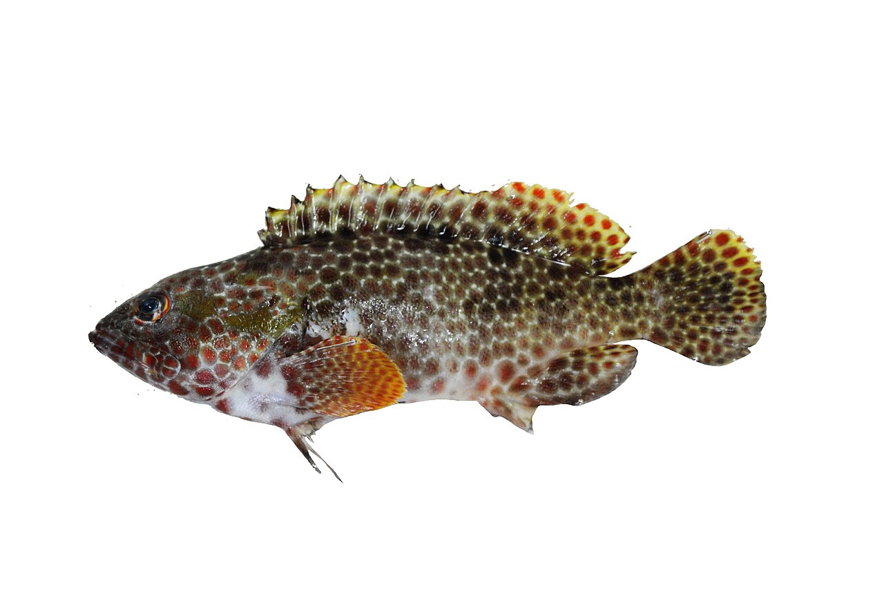 Epinephelus hexagonatus