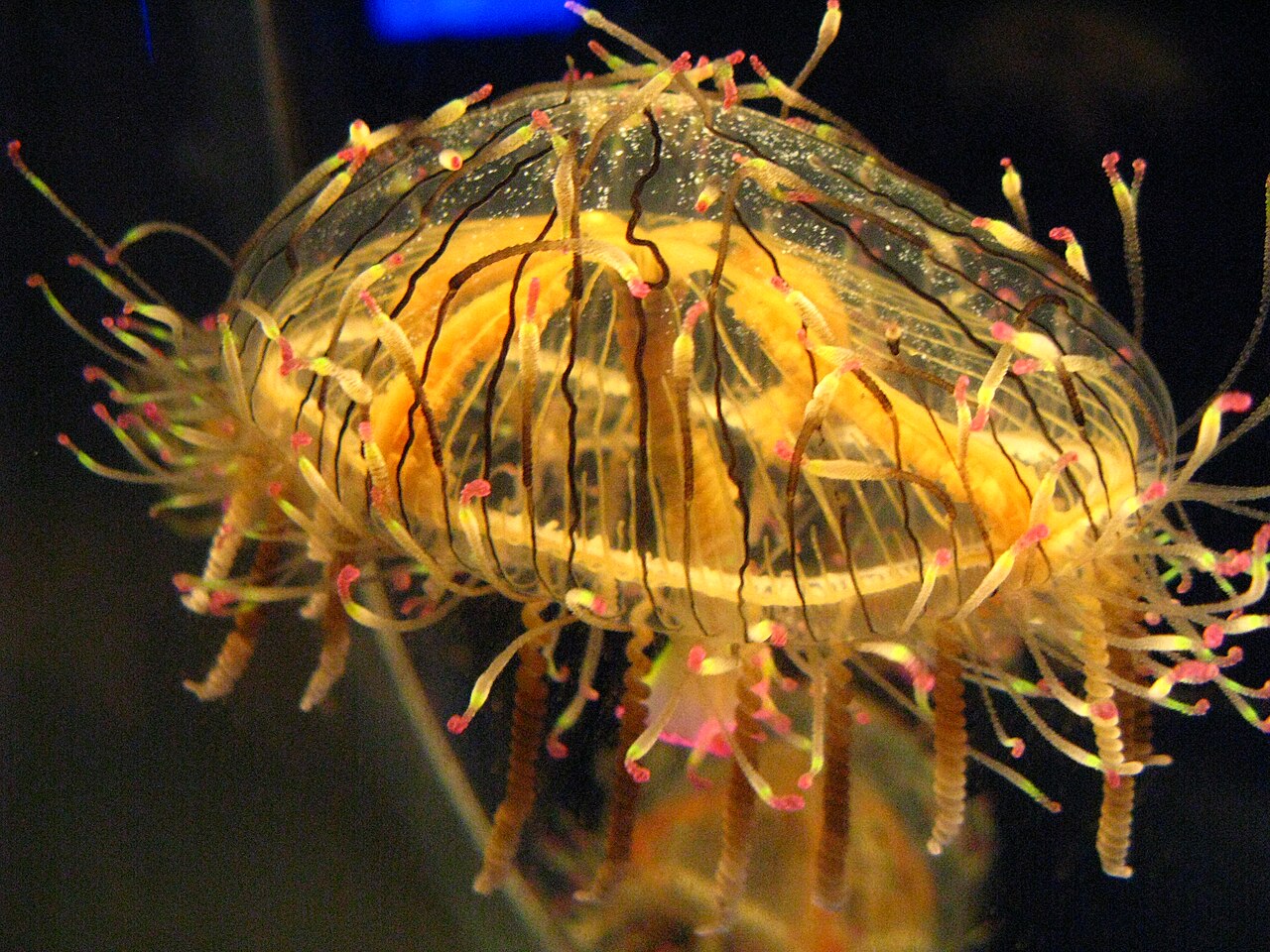 Freshwater jellyfish (Craspedacusta)