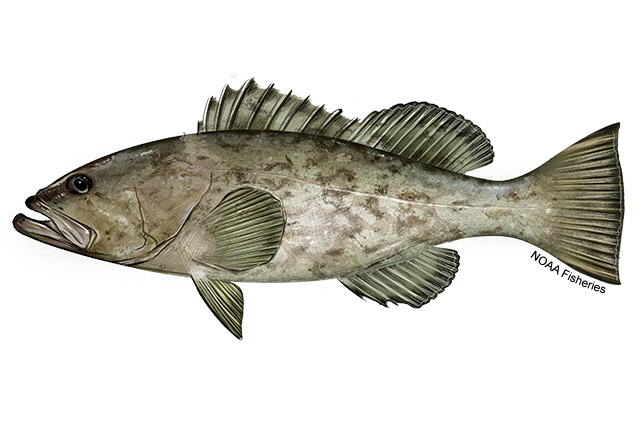 Gag grouper