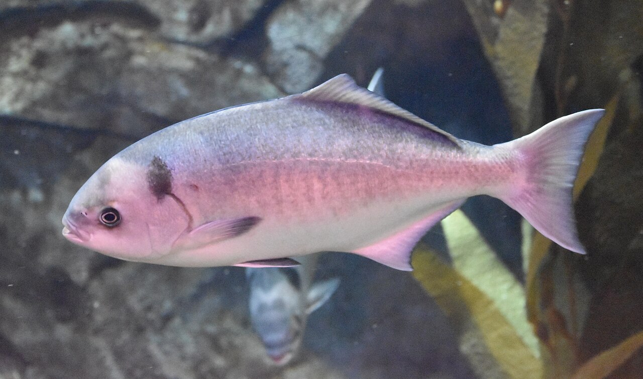 Halfmoon