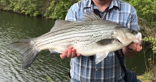 Hybrid striped bass