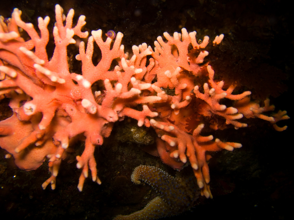 Hydrocoral