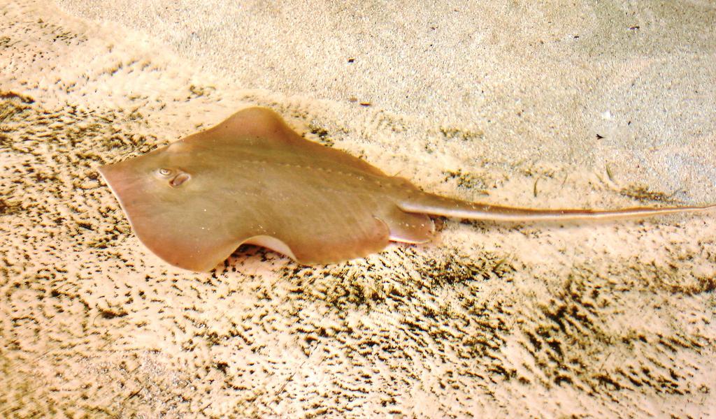 Hypanus sabinus