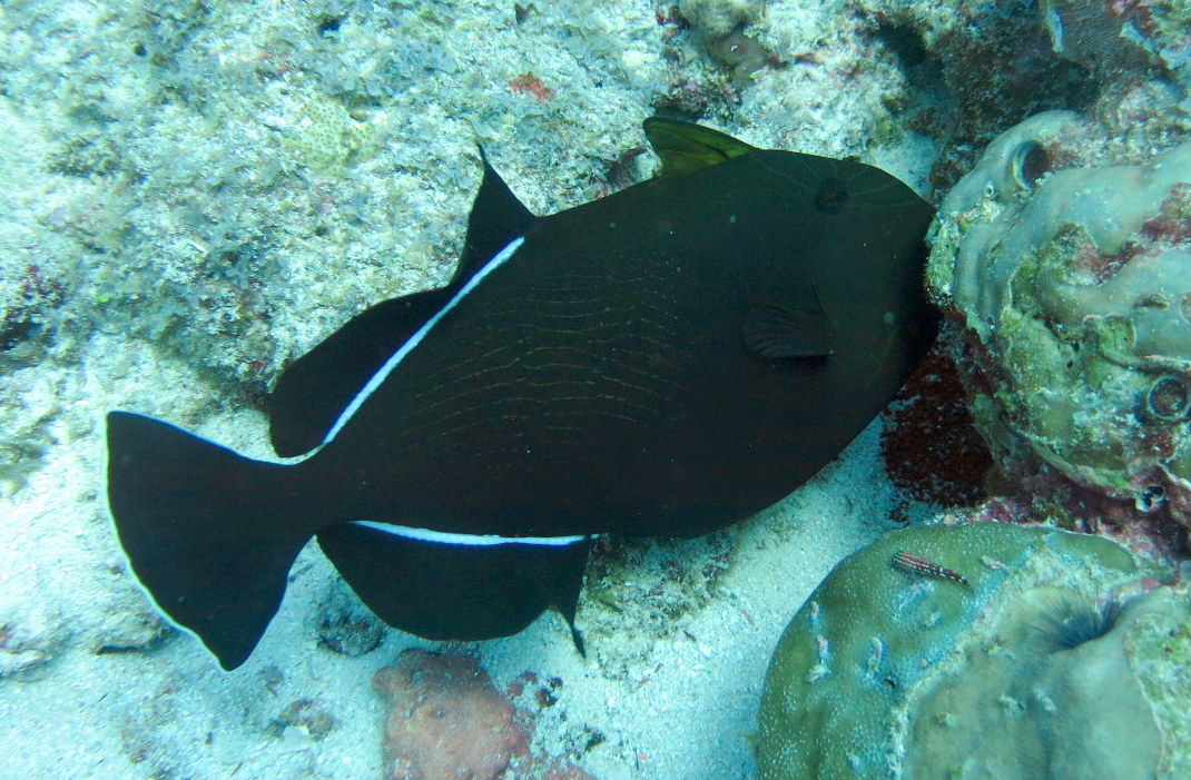 Indian triggerfish