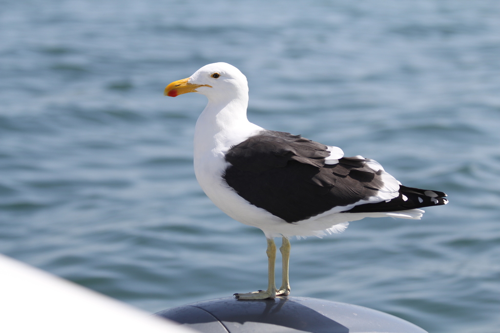 Kelp gull