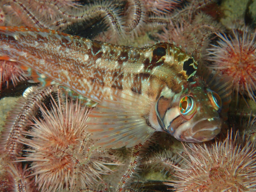 Klipfish