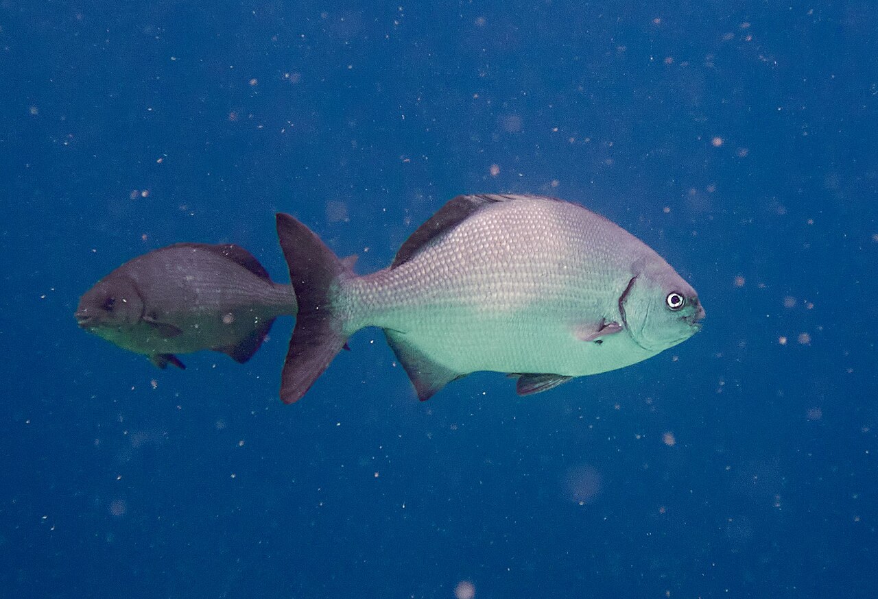 Kyphosus sectatrix