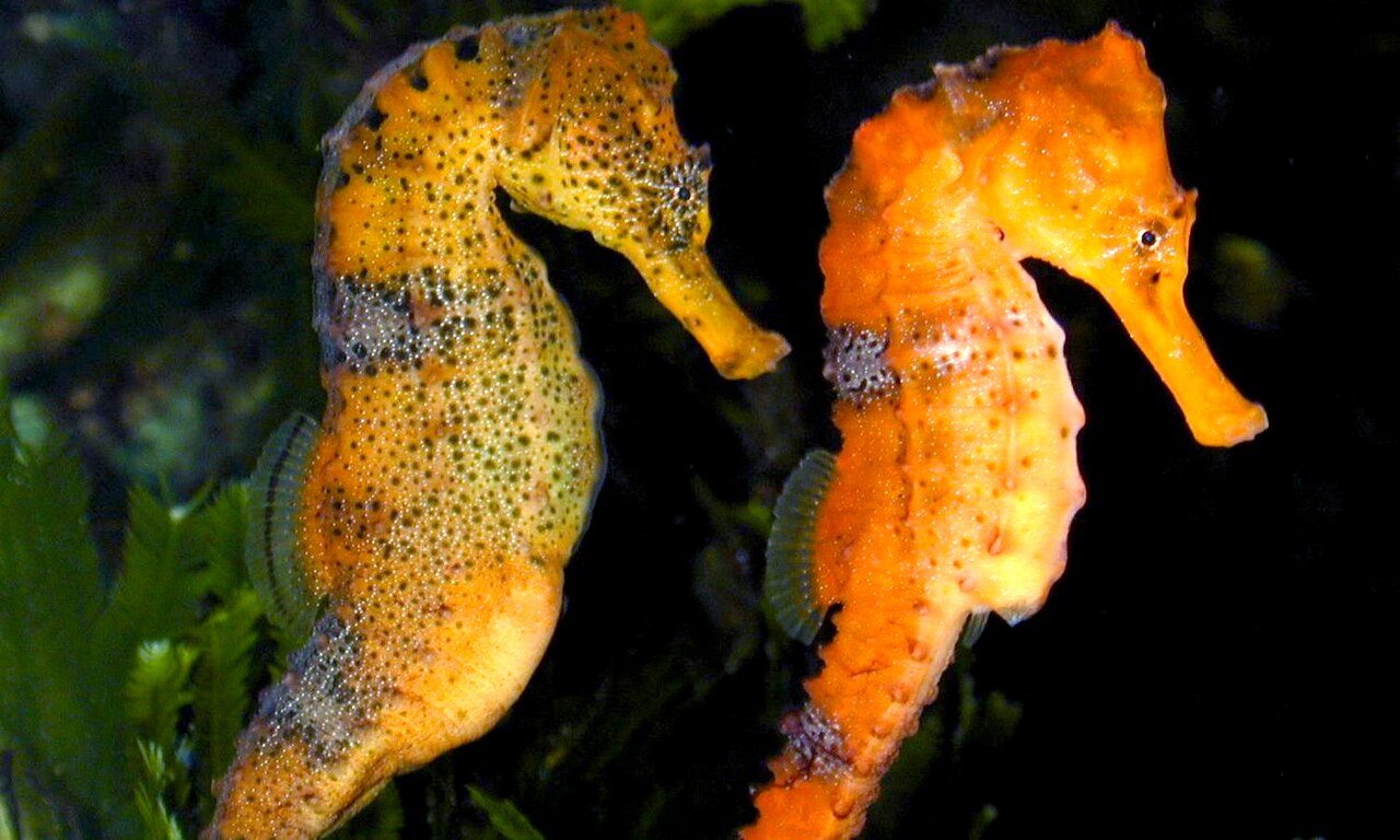 Longsnout seahorse