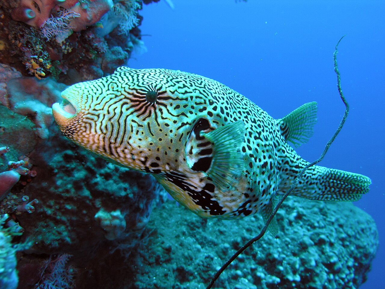 Map pufferfish