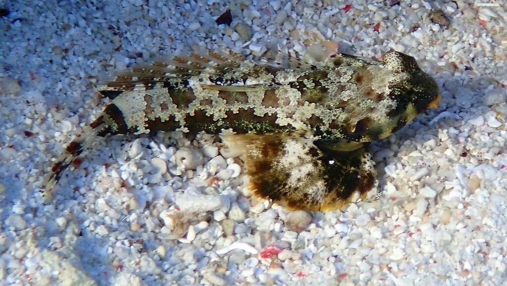 Marble dragonet