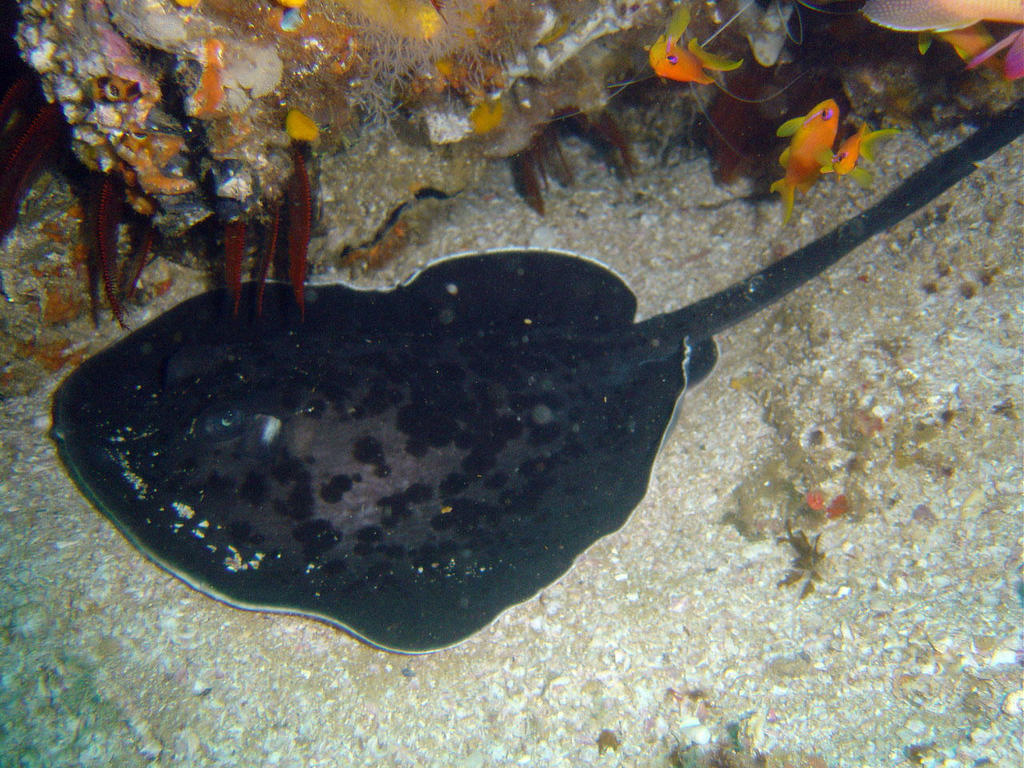 Marble ray