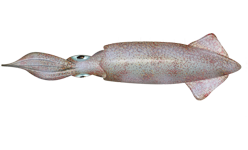 Market squid (spawning)