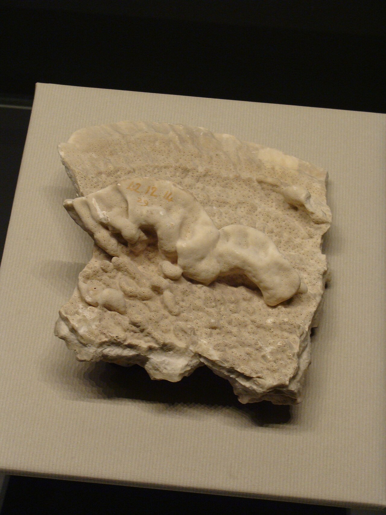 Millepora platyphylla