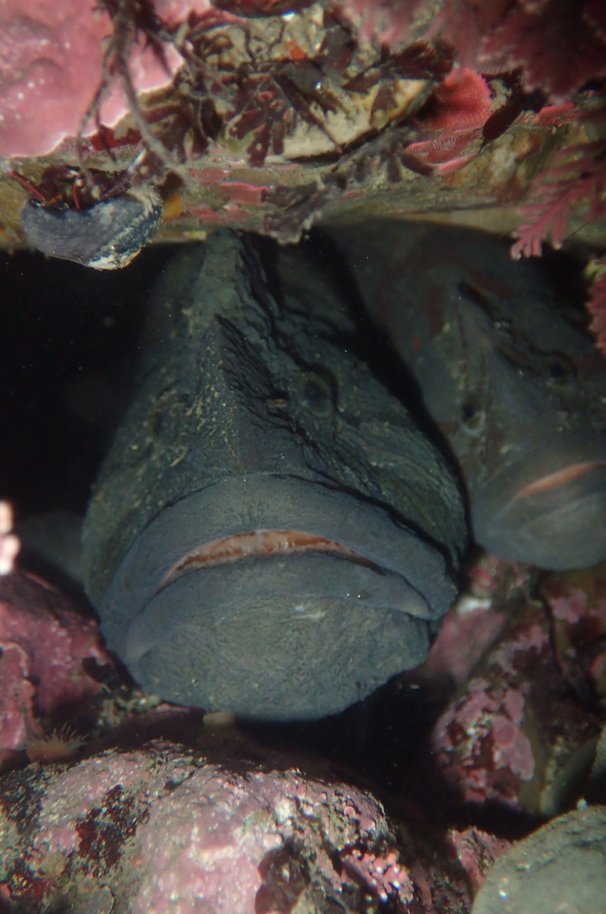 Monkeyface prickleback