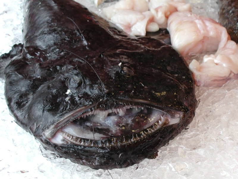 monkfish