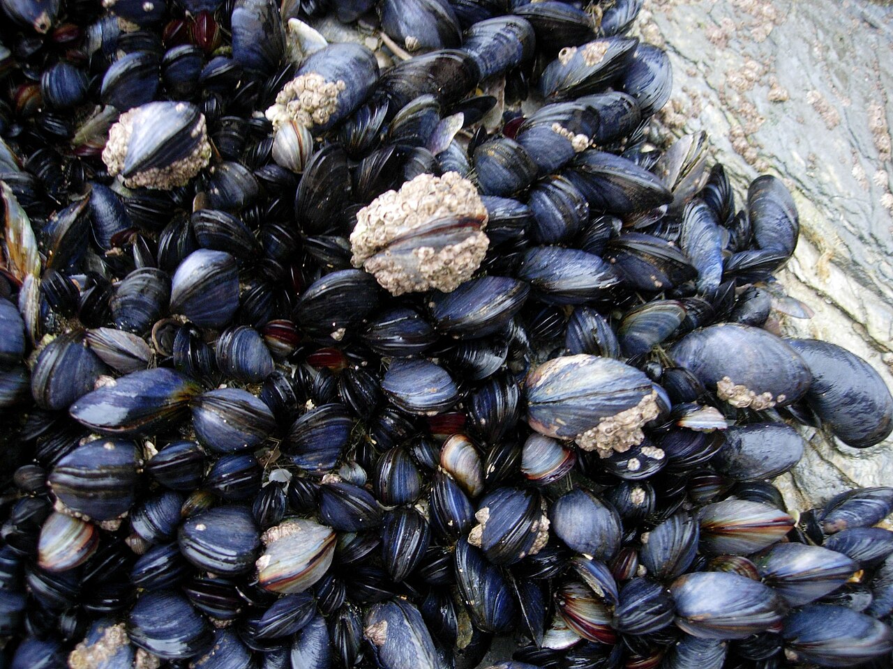 Mussels and sponges