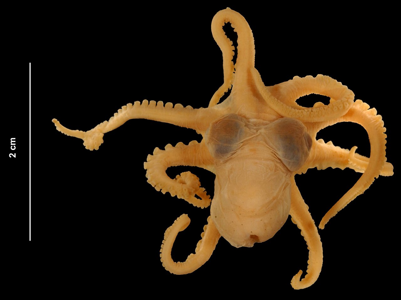 Octopus joubini