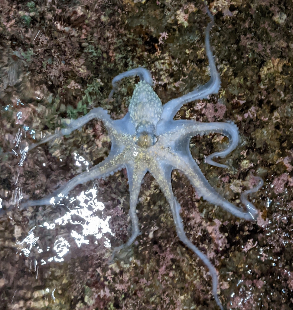 Octopus oliveri