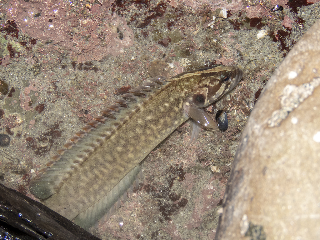 Olive rockfish