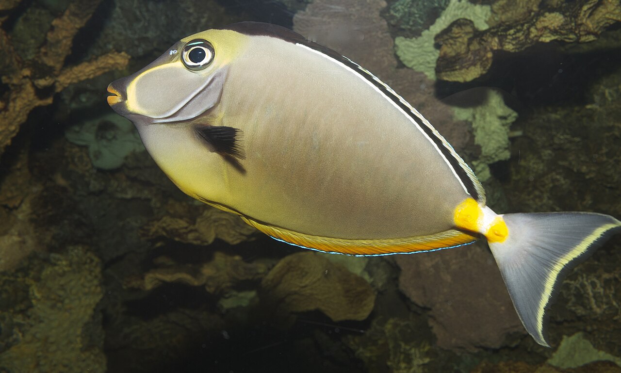 Orangespine unicornfish