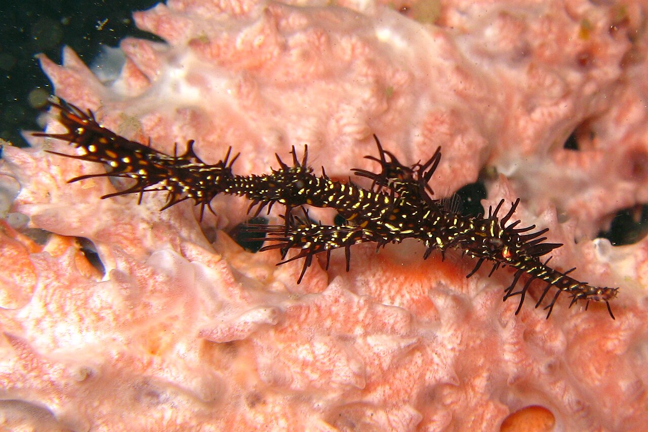 Ornate ghost pipefish