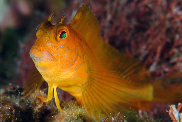 Parablennius pilicornis
