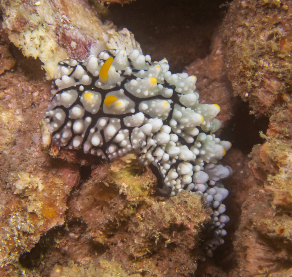 Phyllidia elegans