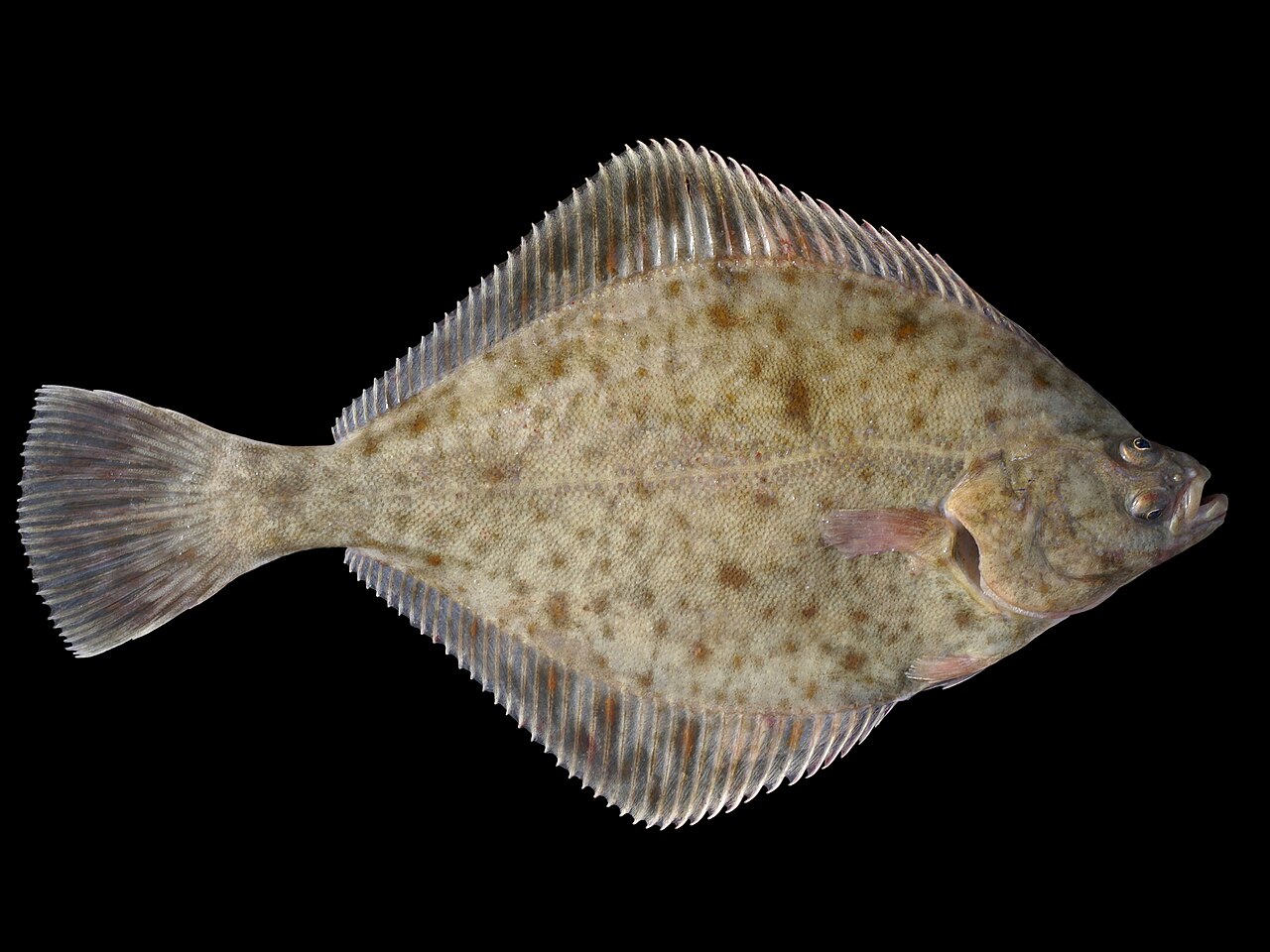 Platichthys flesus