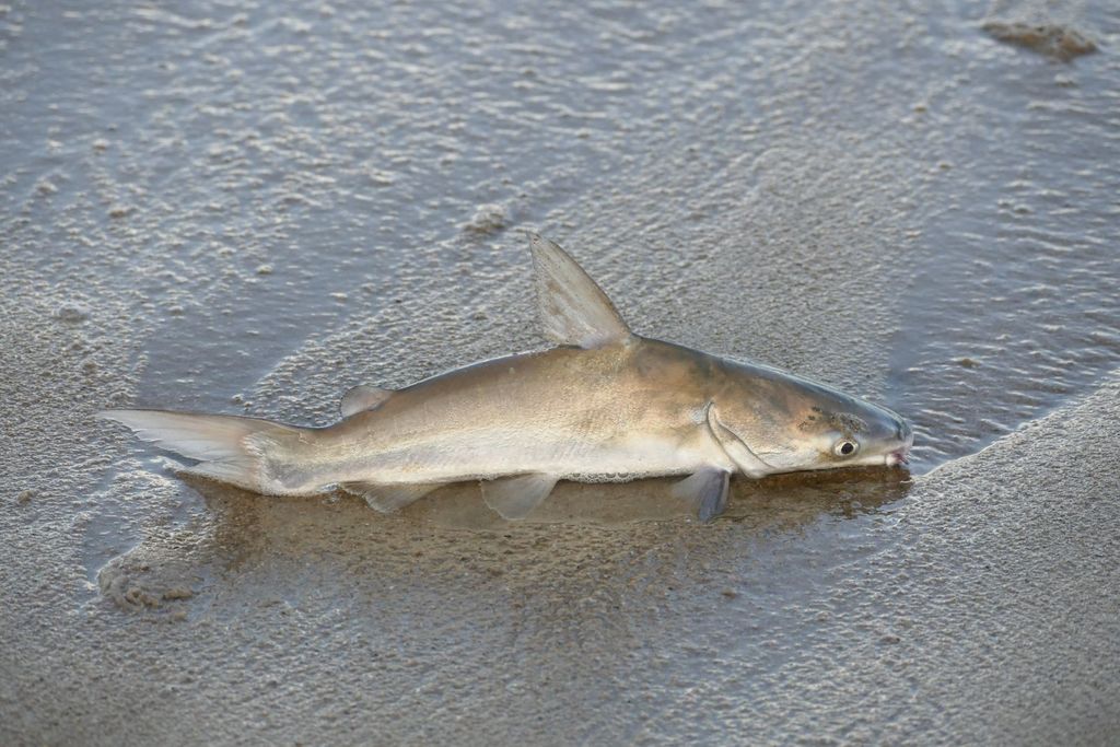 Plicofollis argyropleuron