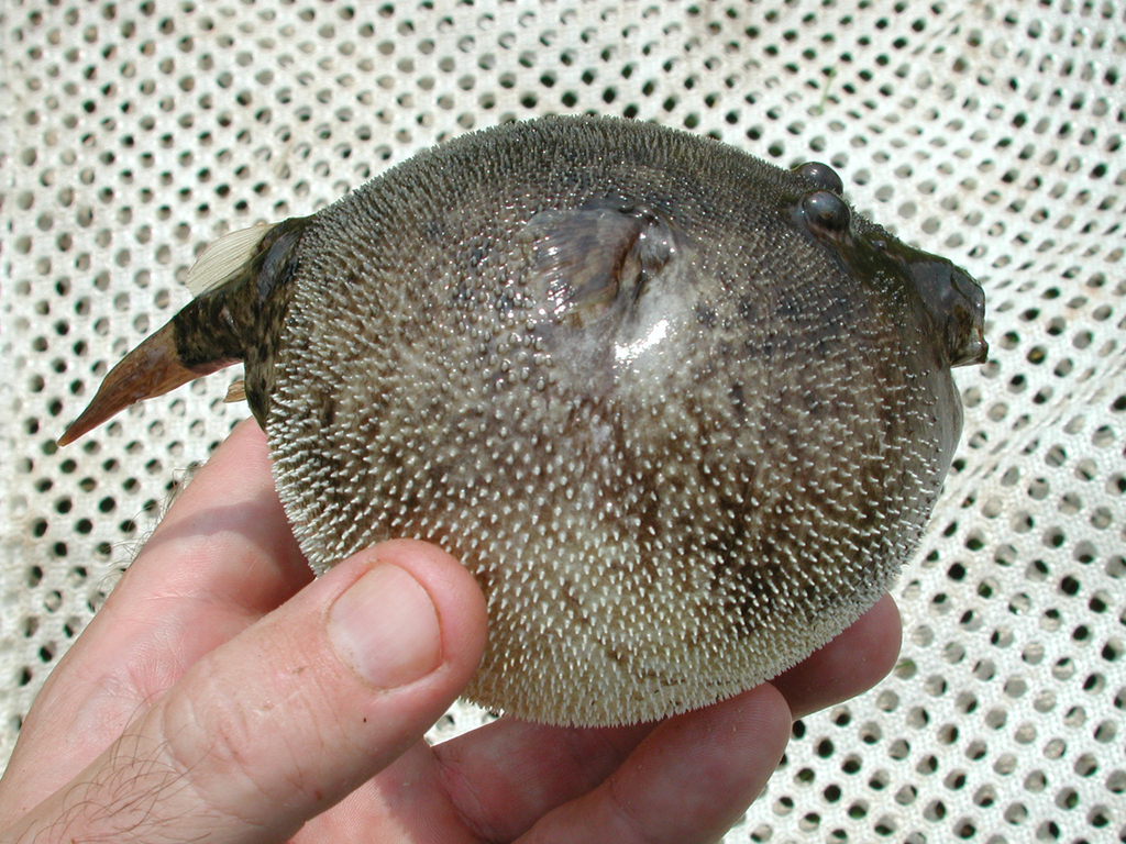 Porcupine pufferfish