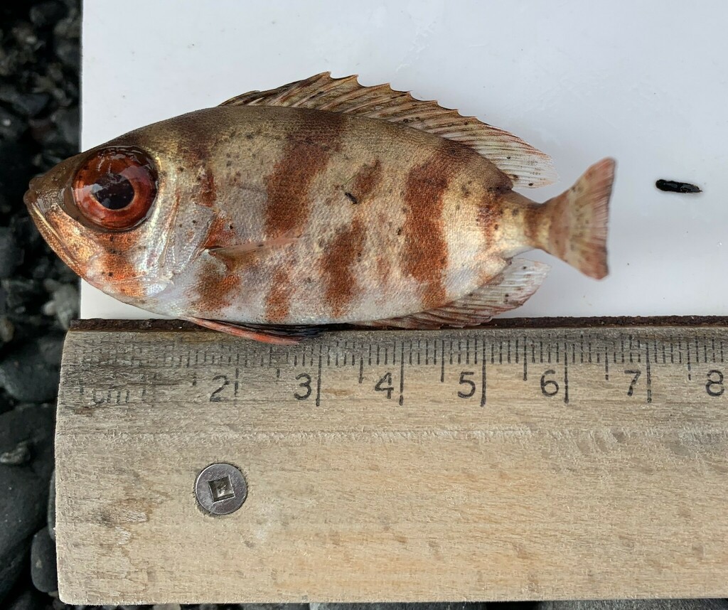 Priacanthus arenatus