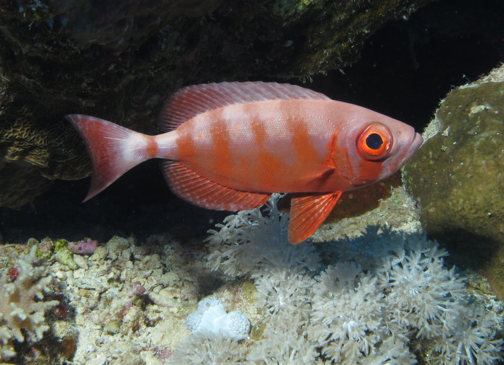 Priacanthus hamrur