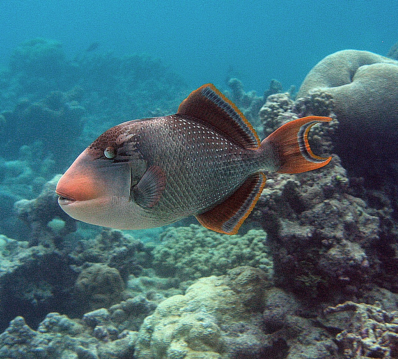Pseudobalistes flavimarginatus