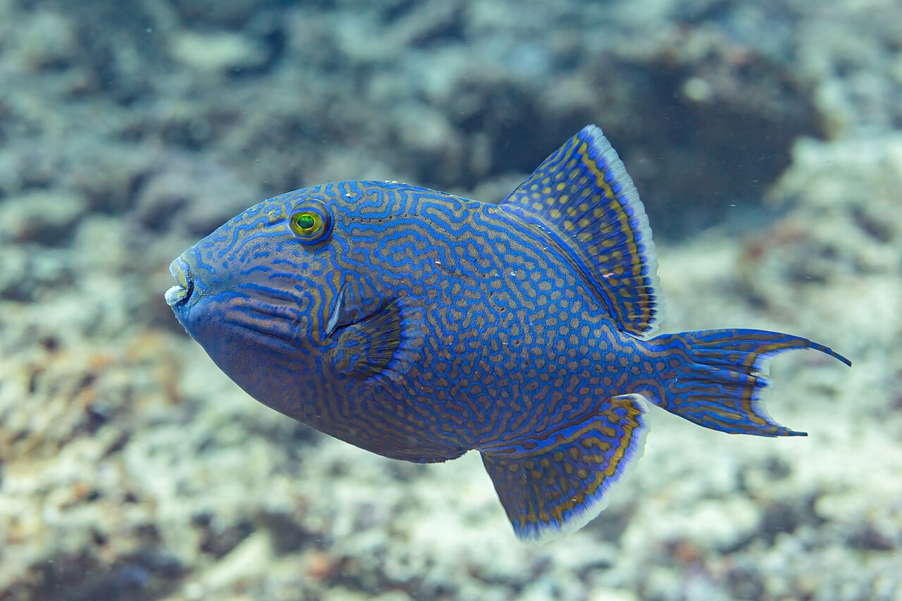 Pseudobalistes fuscus