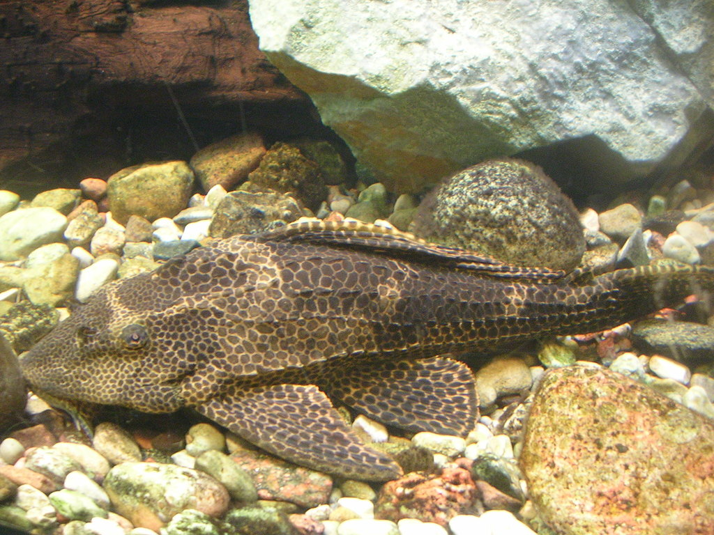 Pterygoplichthys gibbiceps